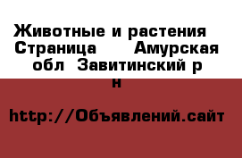  Животные и растения - Страница 10 . Амурская обл.,Завитинский р-н